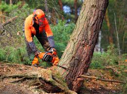 Best Tree Maintenance Programs  in Marin City, CA